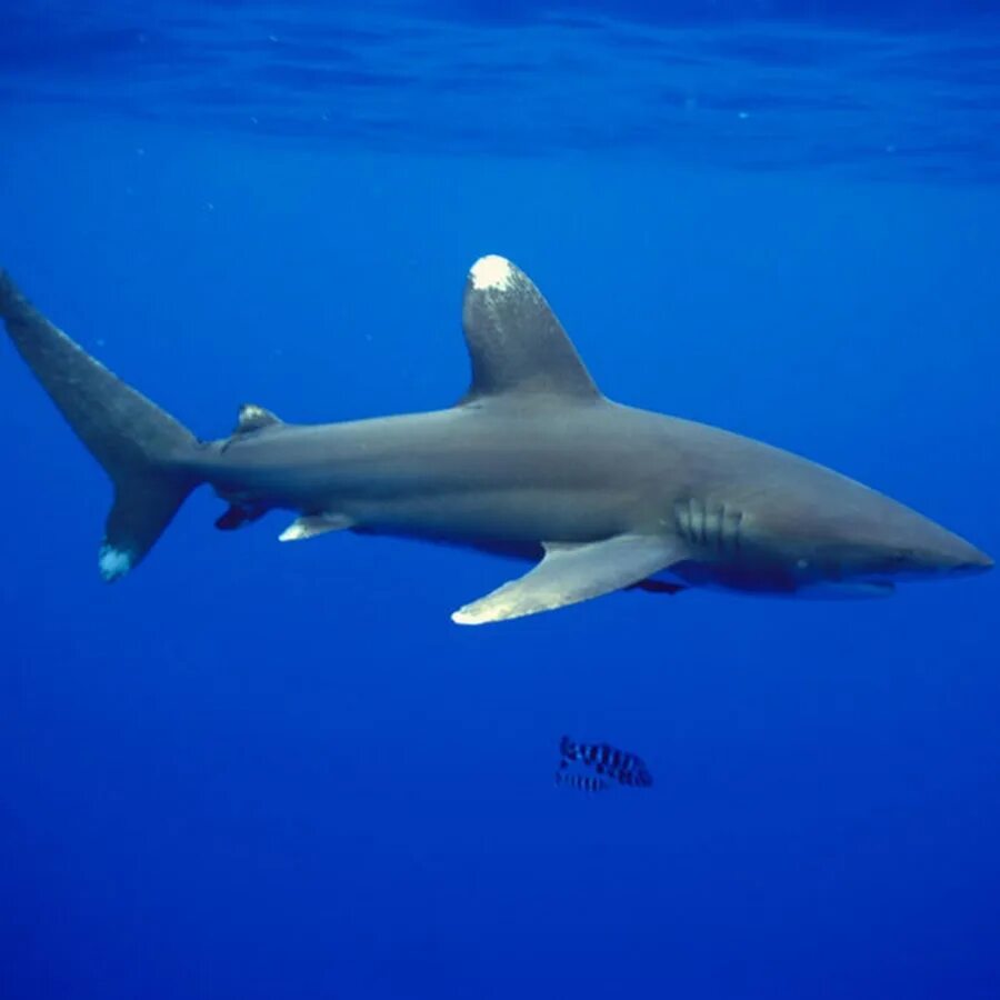 Океаническая длиннокрылая акула. Oceanic Whitetip Shark. Лонгиманус акула. Длиннокрылая серая акула. Рыбы сопровождающие акул