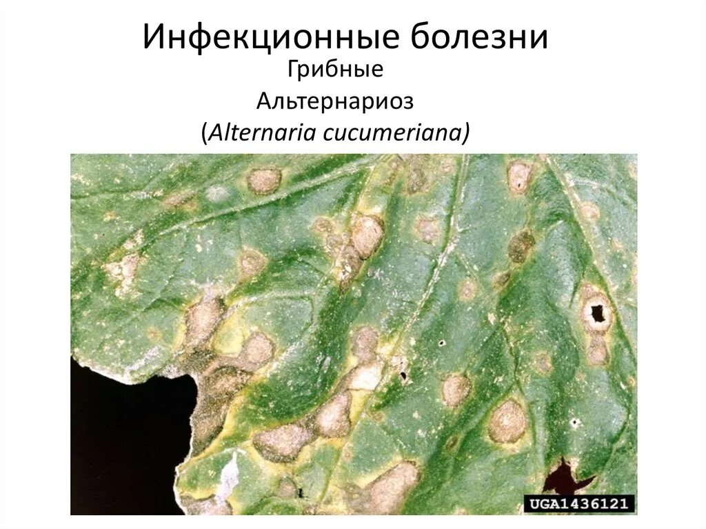 Болезни огурцов (фото) и их лечение, борьба с вредителями Planting flowers, Plan