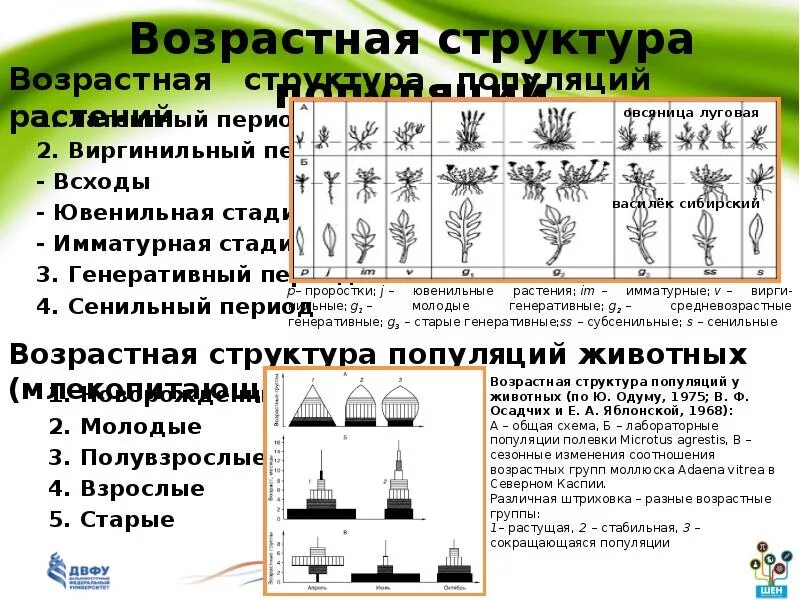 Возрастные группы популяции. Возрастная структура популяции схема. Типы половозрастной структуры популяции. Возрастная структура популяции растений. Возрастная структура популяции животных.