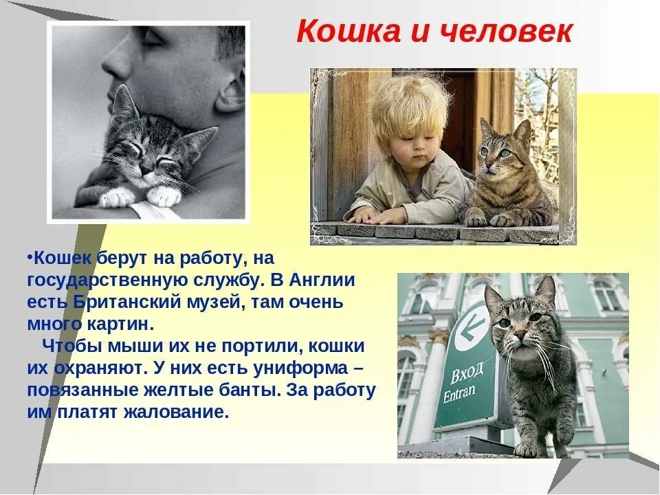 Польза от кошек для человека. Какая польза от котов. Какую пользу приносят животные людям. Польза кошек. Что дает кошка человеку.