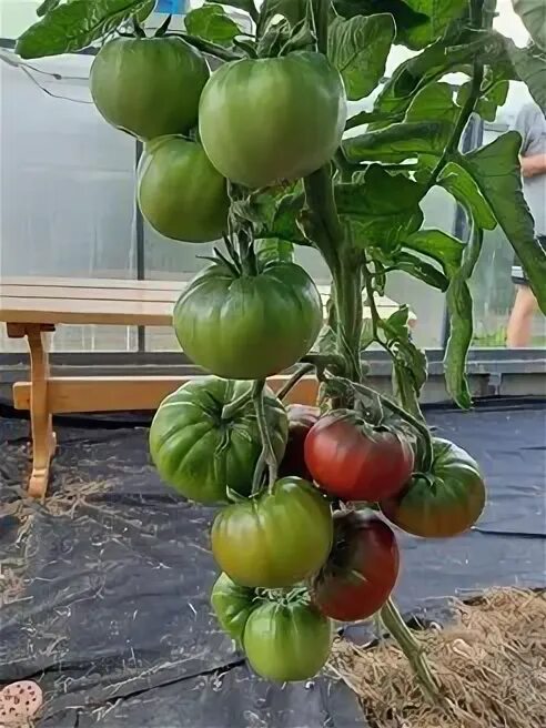 Томат варшава. Томат варшава фото. Помидоры варшава описание сорта фото отзывы. Томат варшава. Семена томат (л) колибри черри ранний.