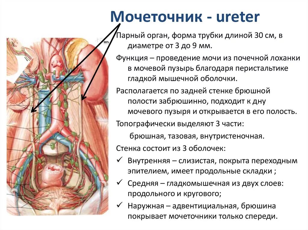 Как проходит мочеточник. Мочеточники и мочевой пузырь расположение строение функции. Мочеточники строение и функции анатомия. Топография и строение мочеточников. Мочевой пузырь анатомия расположение.