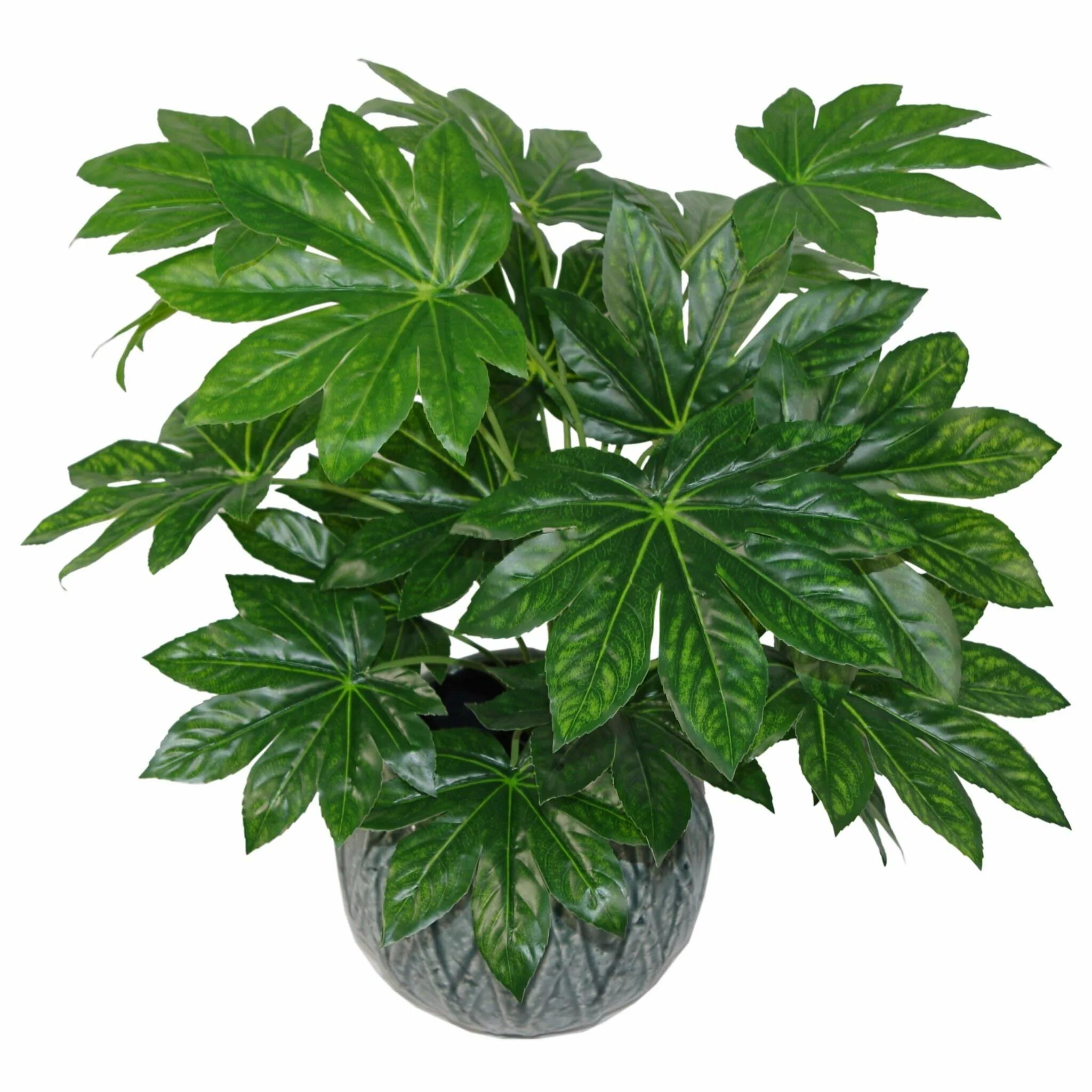 Fatsia japonica / Japanese Aralia Fatsia japonica, Plants, Tree seeds