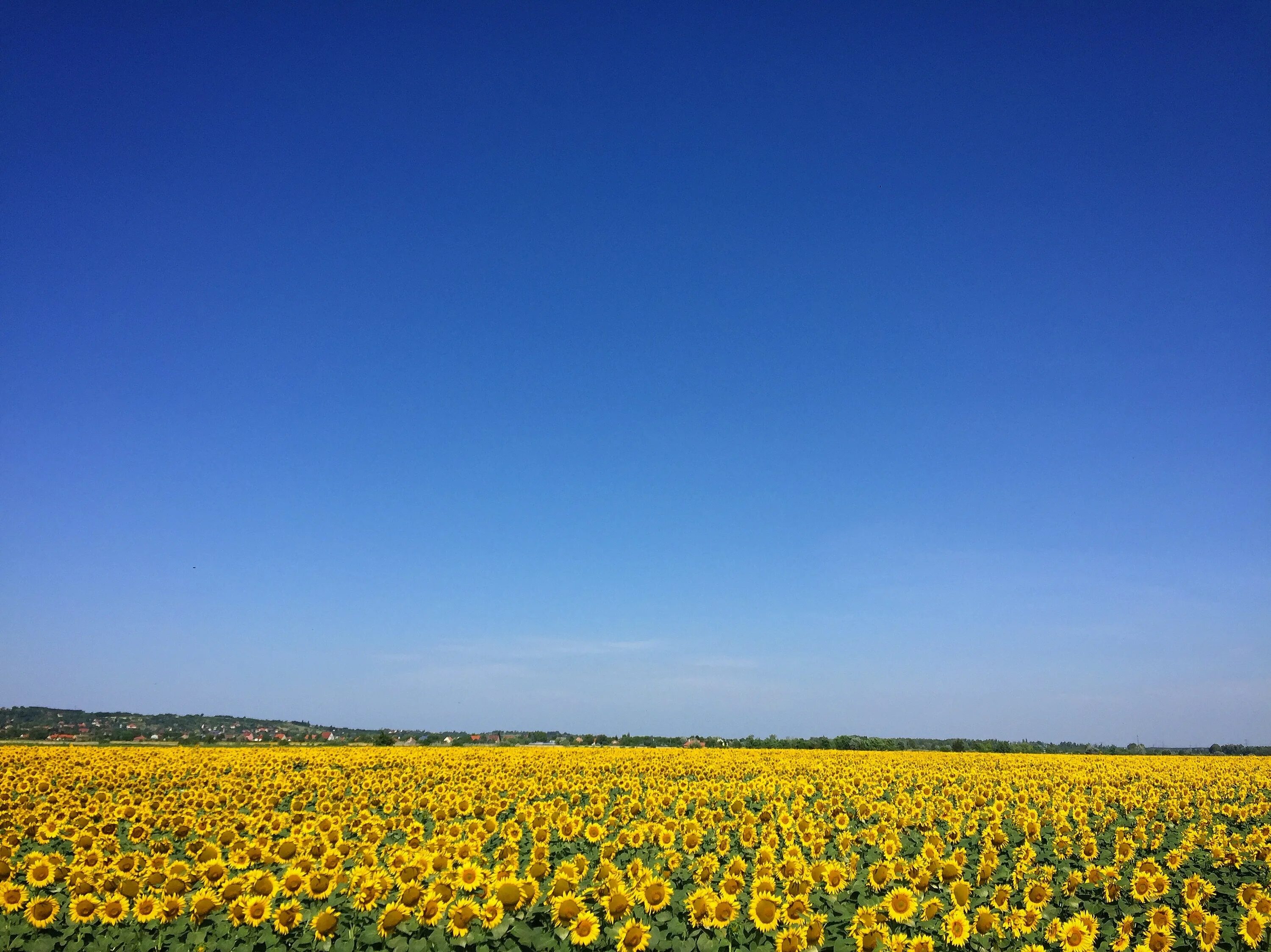 Clear field