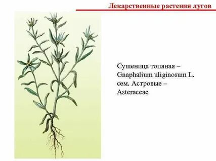 Луговые растения тюмени
