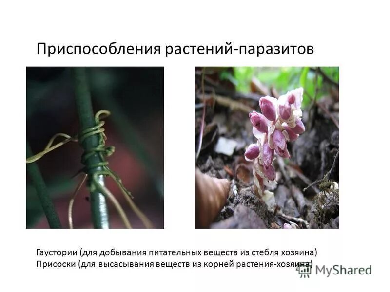 5 примеров растений паразитов Растения-паразиты и полупаразиты Юнциклопедия