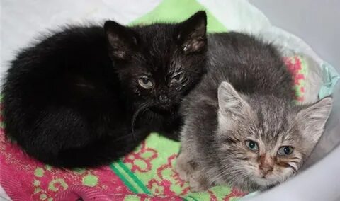 Чумка у котят
