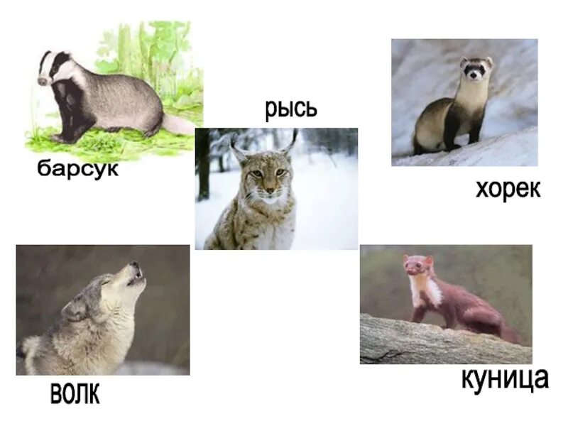 Рысь и куница. Барсук и хорек. куница. барсук и куница. куница и хорек.