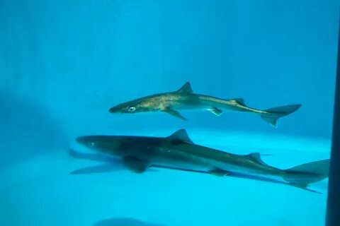 В черном море водятся акулы или нет