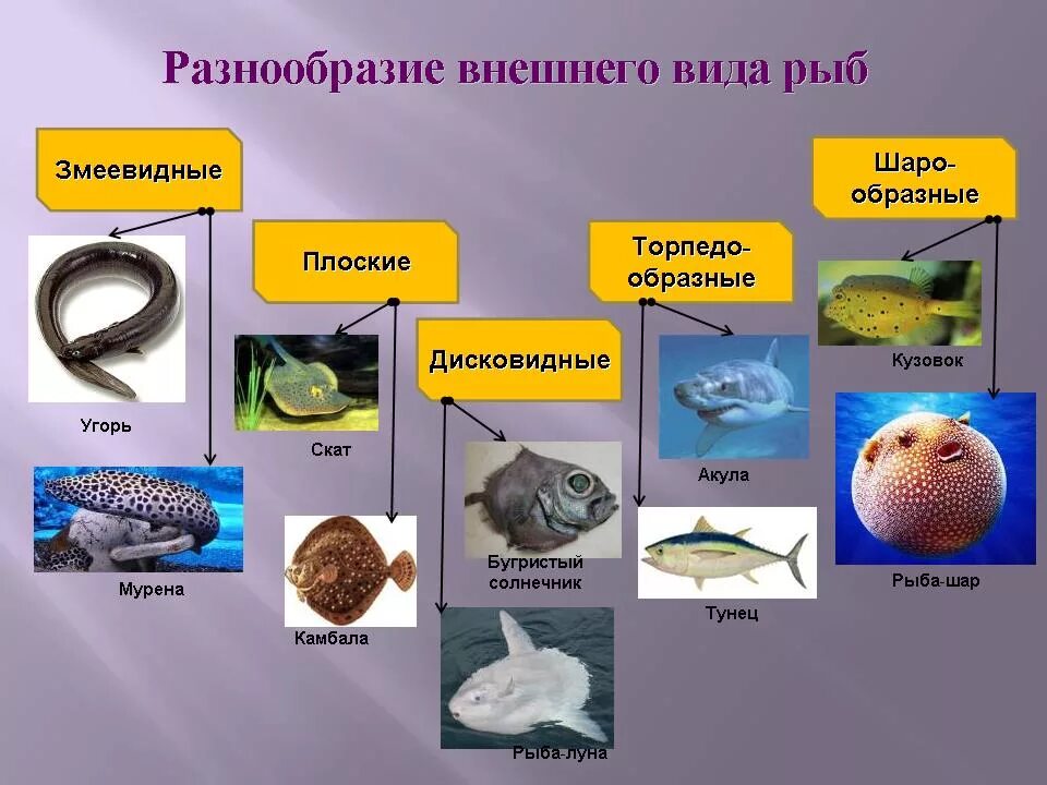 Многообразие рыб 7 класс. Многообразие рыб. Виды разнообразие рыб. Разнообразие рыб презентация. Многообразные рыбы.