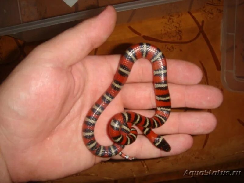 Фотографии из темы: Молочная змея Рутвена (Lampropeltis ruthveni), страница 1