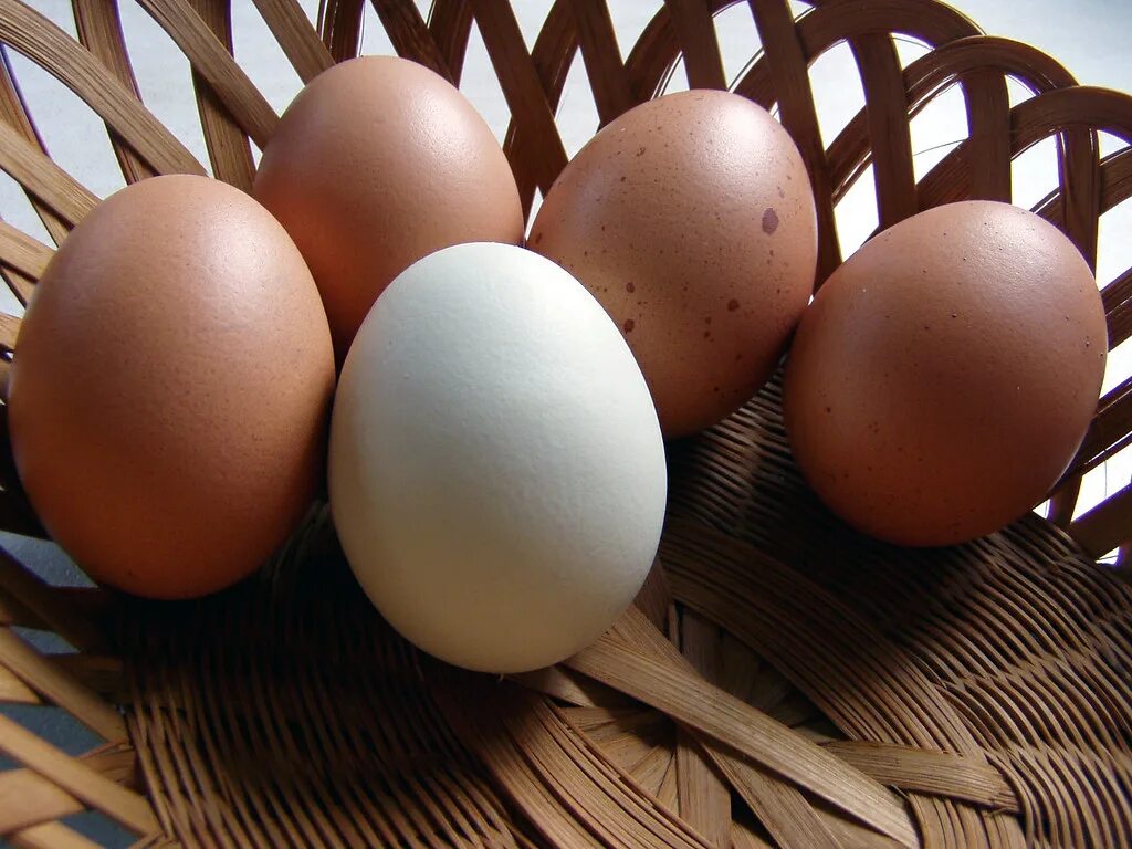 Домашние яйца. Контейнер для хранения яиц в холодильнике. Home the egg. Home the egg. Home the egg.