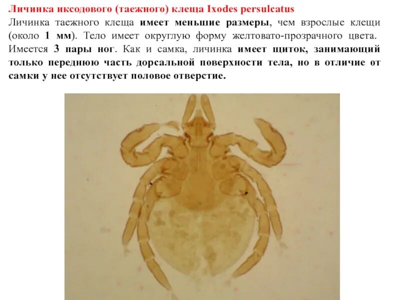 Представляют ли опасность для человека личинки таежного. Нимфа таежного клеща препарат. Личинка клеща таёжного (Ixodes persulcatus). Личинка нимфа Имаго таежного клеща. Имаго таежного клеща строение.