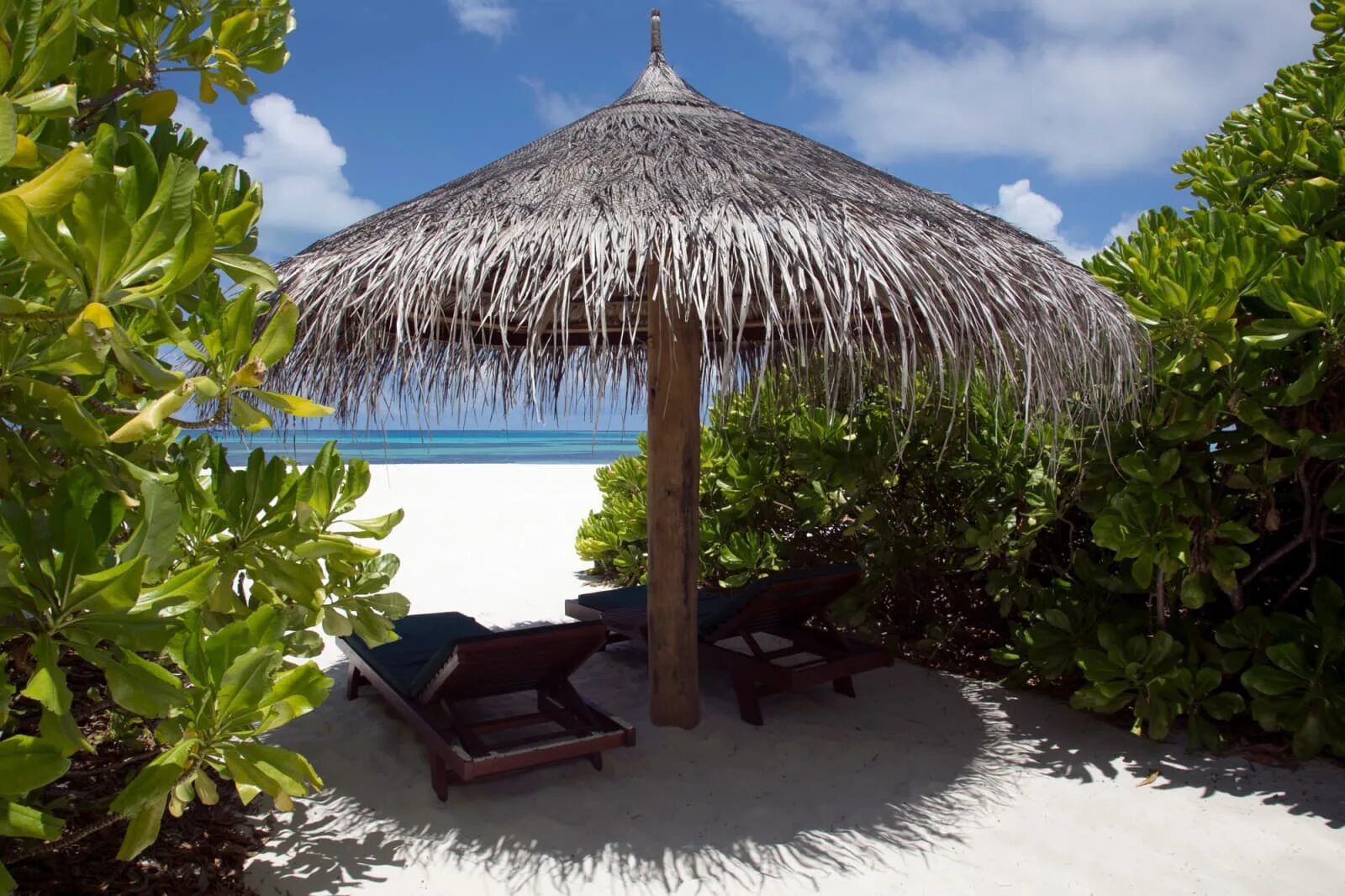 Coco мальдивы. Coco palm dhuni kolhu 4 баа атолл. coco palm dhuni kolhu maldives. coco palm dhuni kolhu 5*. coco palm dhuni kolhu вилла лагуна.