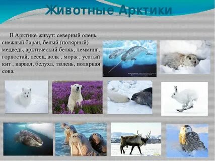 Какие животные есть в арктике