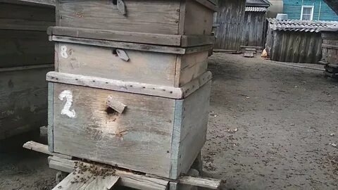 Пчелы тамбовская область