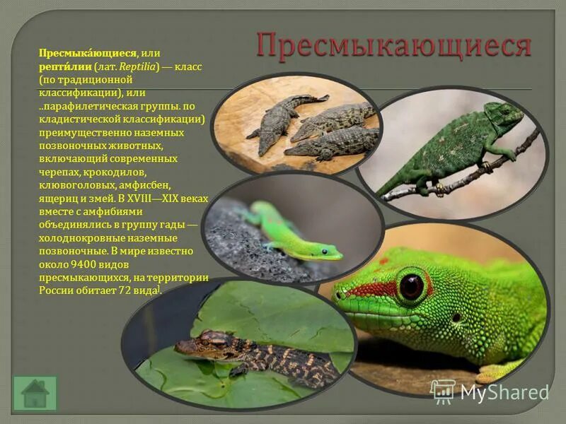 пречмыкающиеся настоящее наземные позвоночные. наземные позвоночные пресмыкающиеся. ящерица прыткая грузинская. биология 5 класс. ящерица обыкновенная прыткая.