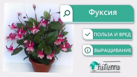 Фуксия комнатная приметы