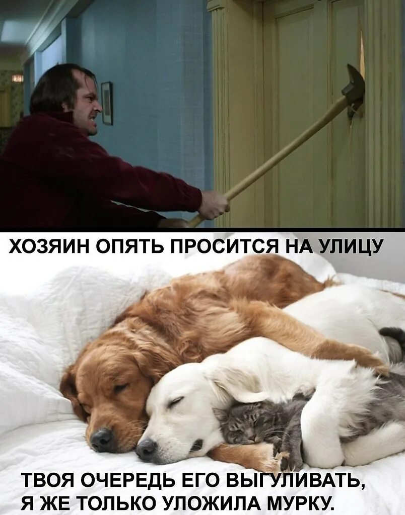 Собака на самовыгуле. Собака нагадила. В этой гостинице я директор мимино. Мне хозяин и в ближайший городок. Дома близко.