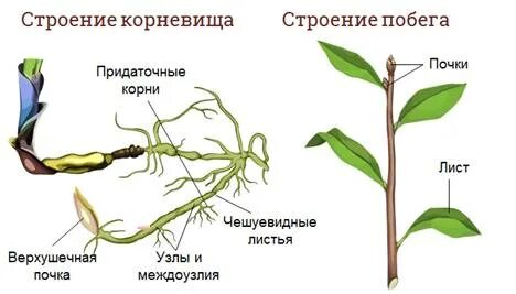 Корень и побег 6 класс биология