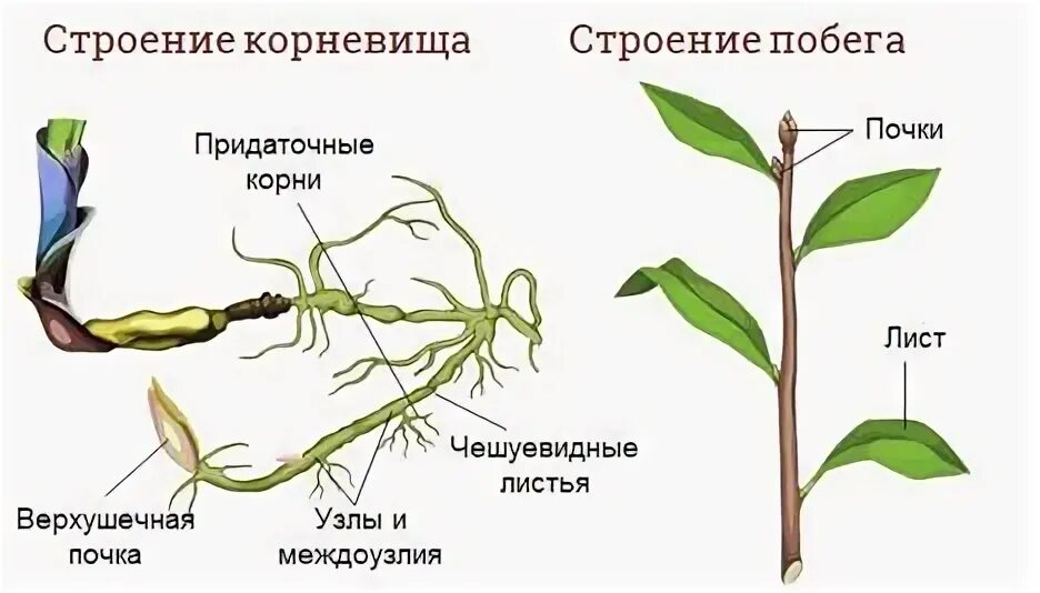 Корневище пырея представляет собой видоизмененный корень. Видоизменённый побег корневище пырей. корневище пырея схема. строение корневища пырея. корневище пырея верхушечная почка.