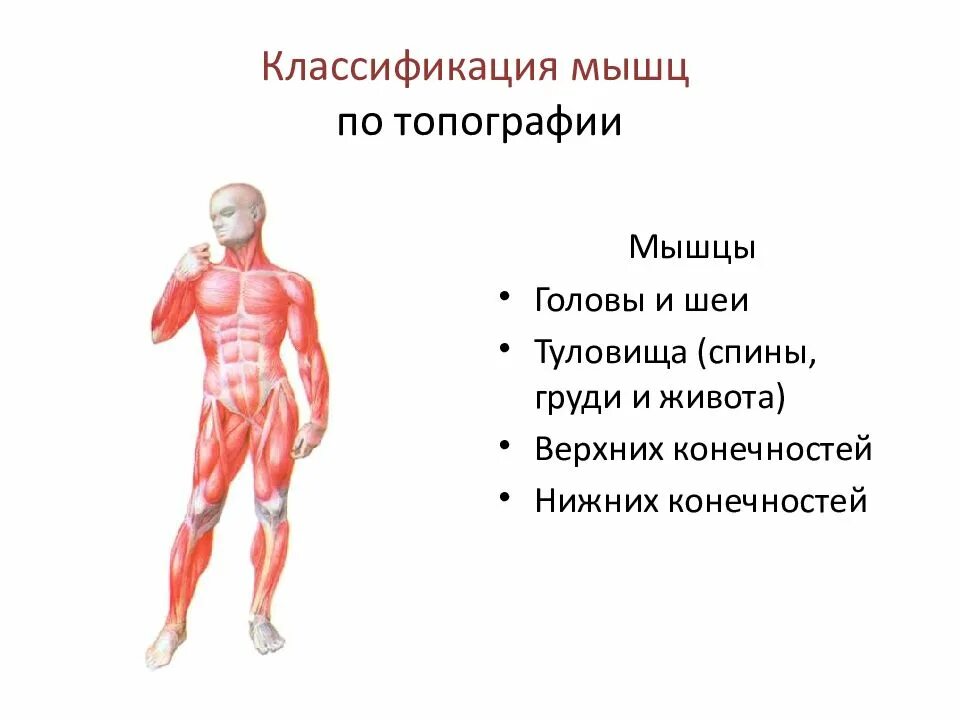 Классификация мышц. Расположение мышц. Классификация мышц туловища. Строение и функции мышц. Главная мышца тела