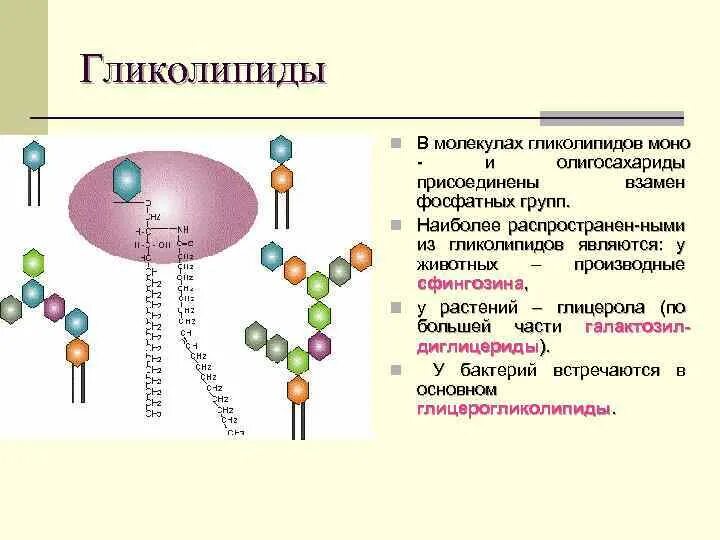 Гликолипиды функции. Гликолипиды строение и функции. гликолипиды строение. гликолипиды строение и формула.