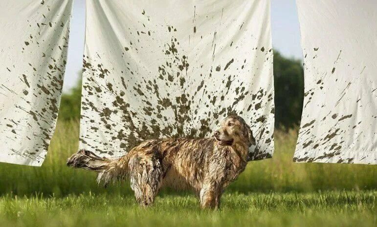 Сбежать от хозяина. Собака отряхивается от грязи. Собака стряхивает воду.