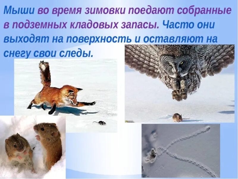 Что делают животные зимой. Как меняются животные зимой. Зимующие звери. Животные зимой презентация для детей. Перед наступлением зимы некоторые животные
