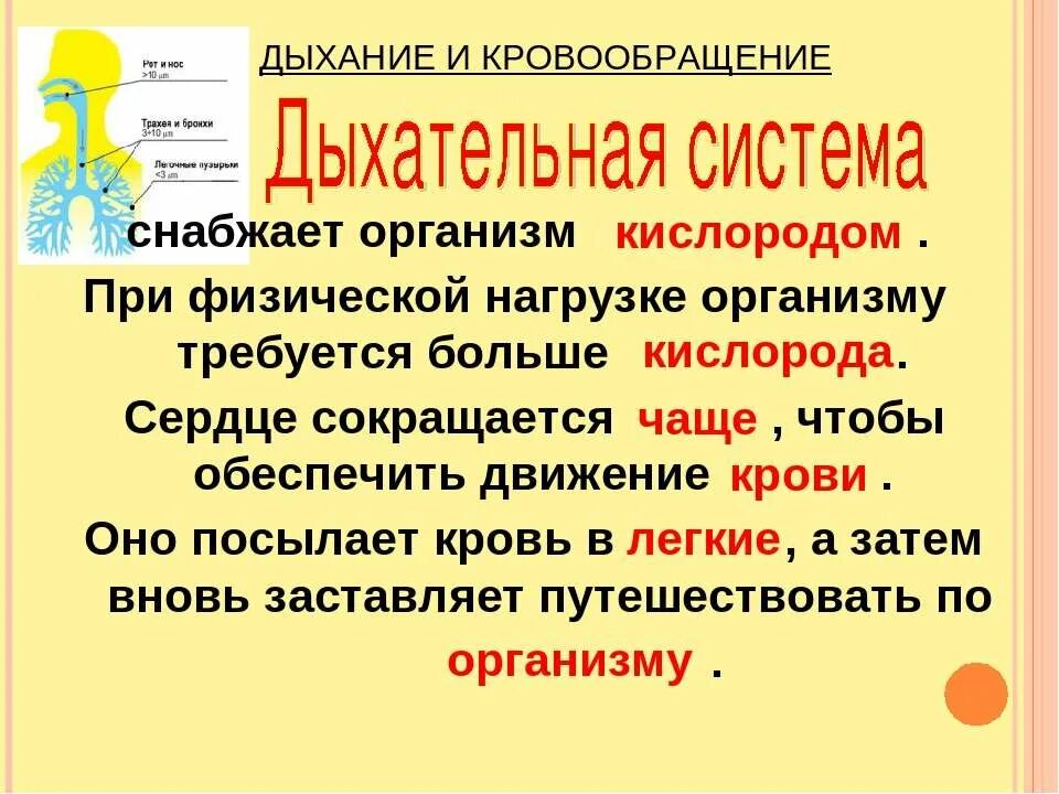 Дыхание и кровообращение вопросы