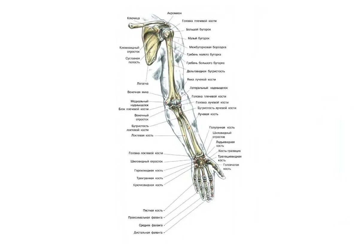 Анатомия верхней конечности. Строение верхней конечности анатомия. Кости верхних конечностей человека анатомия. Скелет верхней конечности человека анатомия подробно. Строение костей верхней конечности.