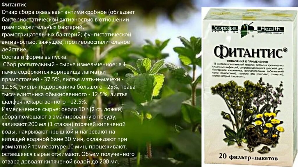 Лекарственное растение обладающее отхаркивающим действием. Противосудорожные лекарственные растения. лекарственные растения обладающие антимикробным действием. противомикробное лекарственное растительное сырье. лекарственные растения обладающие отхаркивающим действием.
