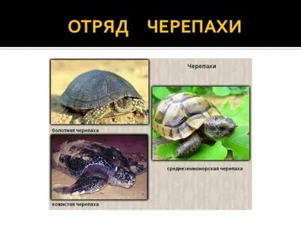 Покров тела черепах
