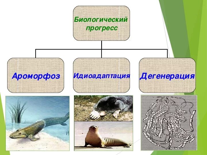 Схема путей биологического прогресса. Направления эволюции ароморфоз идиоадаптация дегенерация. Ароморфоз идиоадаптация дегенерация. Биологический Прогресс примеры. Ароморфоз дегенерация идиоада.