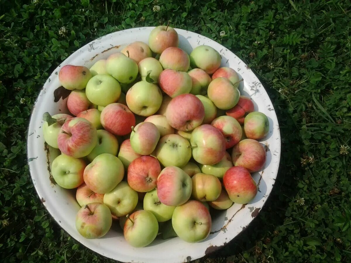 Самые ранние яблоки. Сорт яблок Мельба. Сорт яблони Болоняева. Ранние сорта яблок для Киргизии. Летние сорта яблонь для Кубани.
