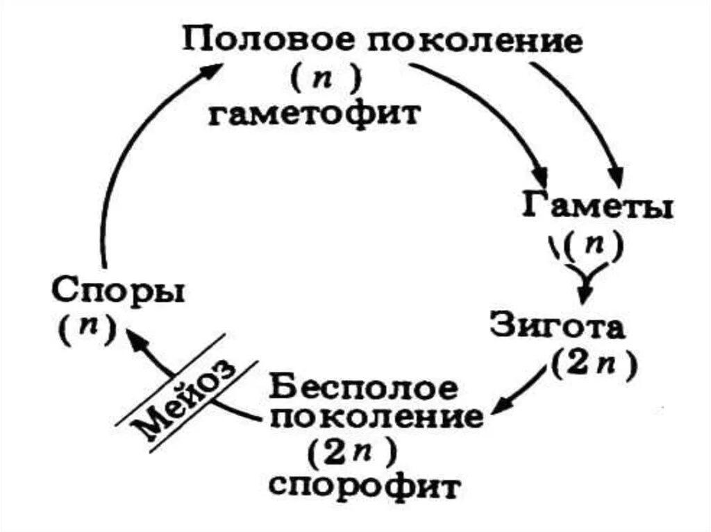 Спорофит споры гаметофит гаметы зигота. Чередование поколений спорофита и гаметофита. Чередование покаления гаметофит и спорофит. Гаметофит спорофит таблица.