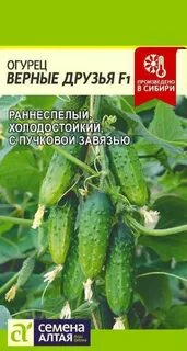 Огурцы сорт верные друзья