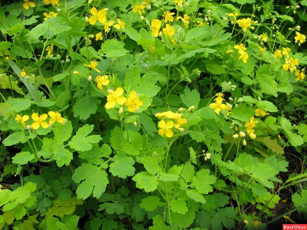 Чистотел Chelidonium majus. Чистотел большой (Chelidonium majus l.). Чистотел соцветие. Чистотел Фармакогнозия. Чистотел способ