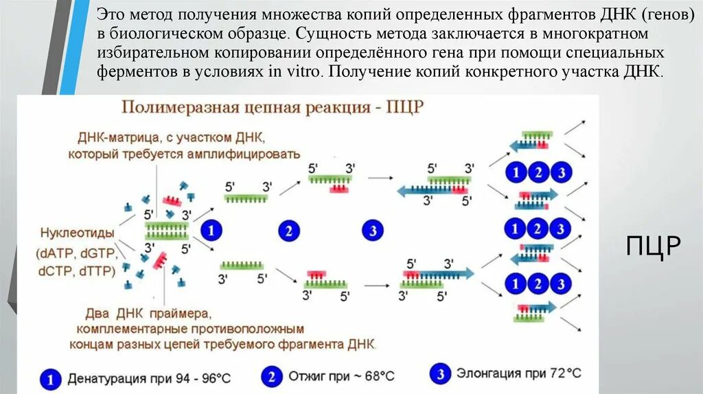 Диагностика методом полимеразной цепной реакции. Диагностика методом полимеразной цепной реакции