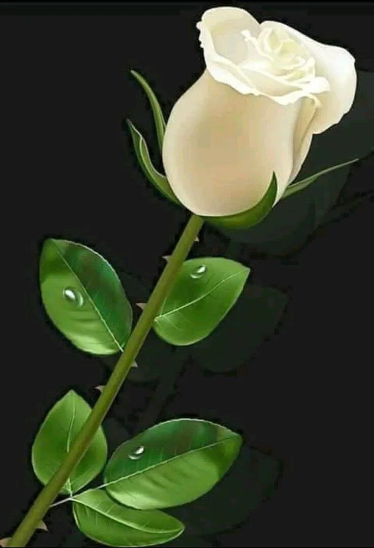 Подарю тебе розу слова. Спокойной ночи с белыми розами. Спокойной ночи белый цветок. Открытки с белыми розами.
