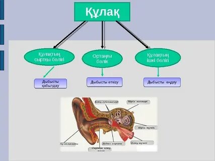 Писканы мүшесіне үйкеу