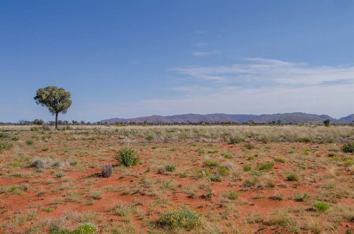 Засушливые области австралии. Скрэб в Австралии. Пустыни Австралии скрэб. Малли скрэб в Австралии. Great Victoria Desert Австралия.