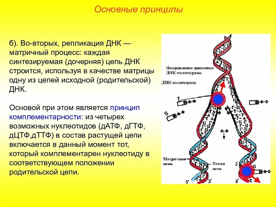 В репликации днк участвуют. Процесс репликации дезоксирибонуклеиновой кислоты. Принципы репликации ДНК. Репликации дезоксирибонуклеиновой кислоты. Биосинтез ДНК репликация этапы процесса.