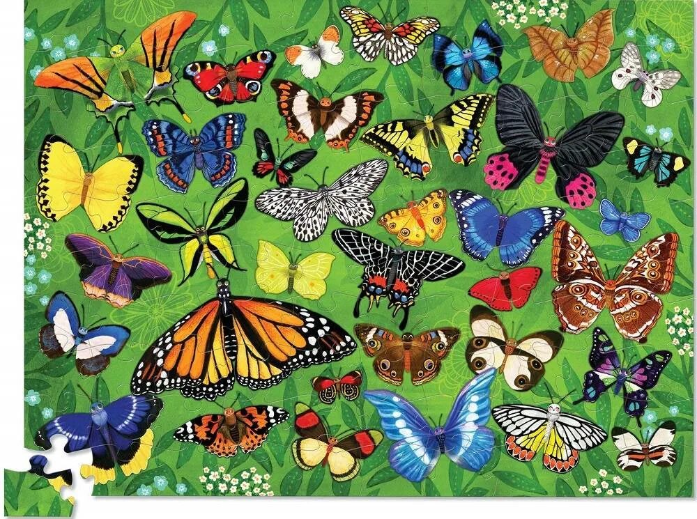 Разнообразие бабочек. Много разных бабочек. Пазл бабочка для детей. Бабочки коллаж.