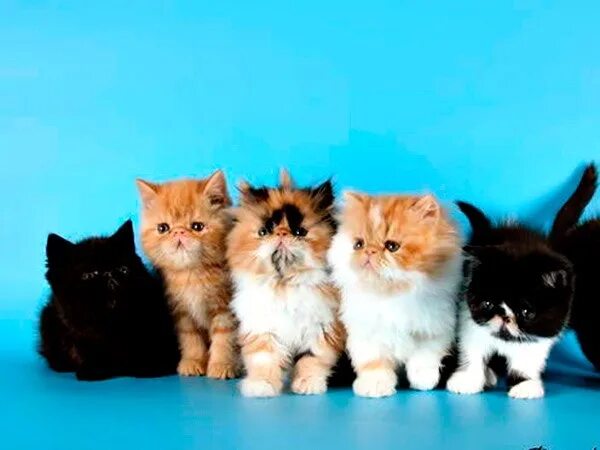 Какие бывают цветом котята. Какие бывают цветом котята