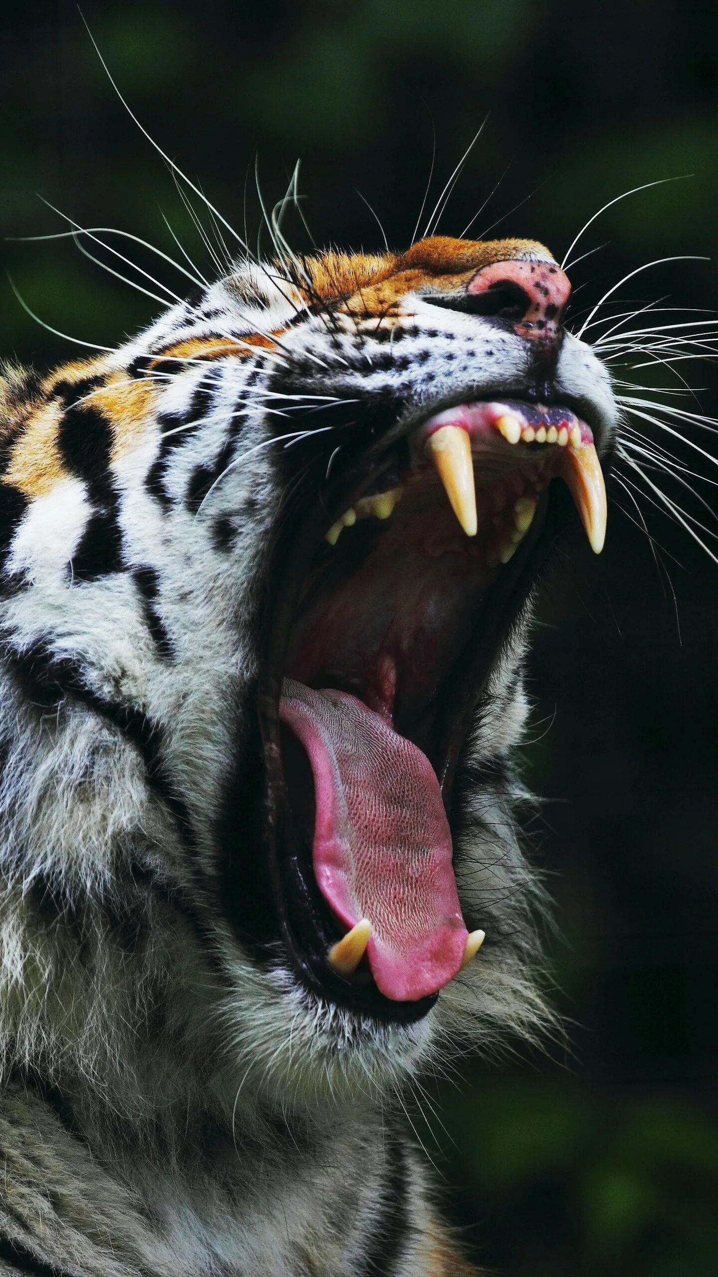 оскал пантеры. звериный оскал. заставка на телефон оскал. заставка на телефон оскал. заставка на телефон оскал.