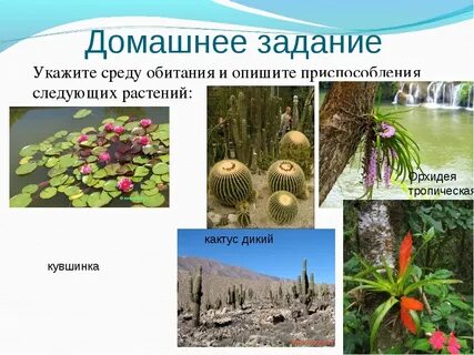 Название растения приспособительные признаки