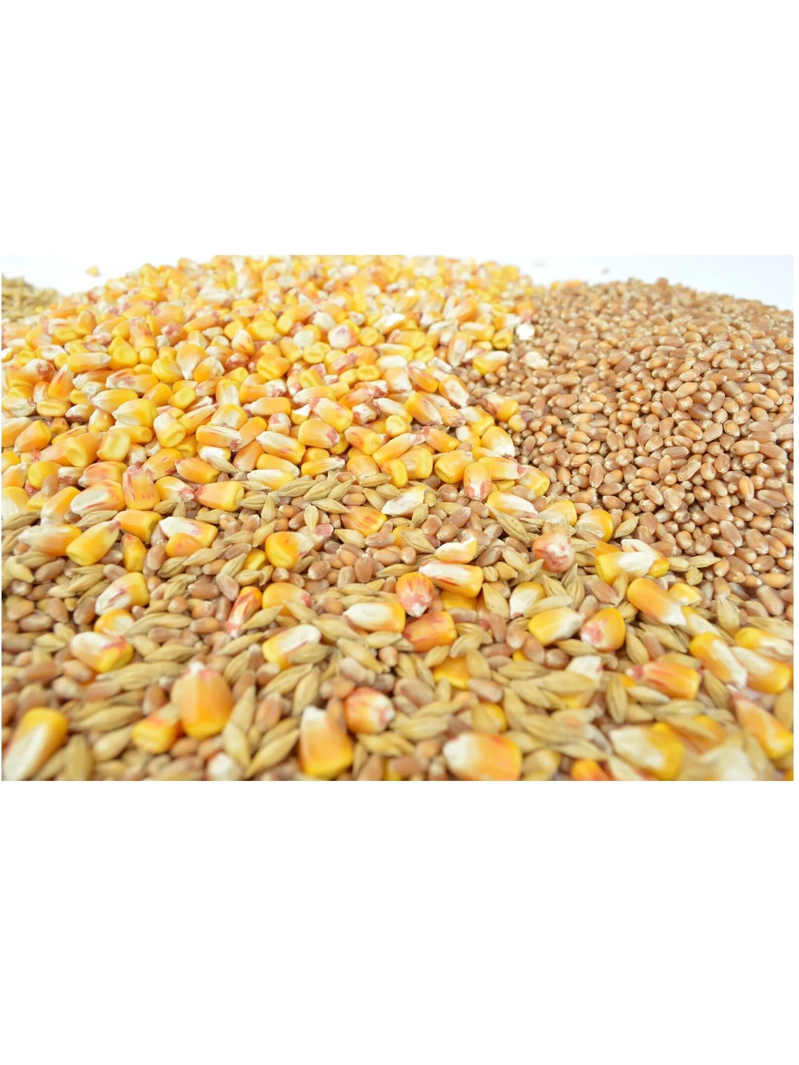 Ячмень 1 кг. Кукуруза дроблёная. Смесь кукуруза ячмень. Кукуруза дробленая мешок 25 кг. Пшеница ячмень кукуруза.