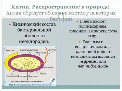 Имеет клеточную стенку содержит хитин