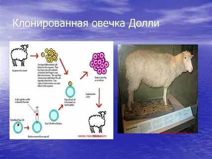 Клонирование долли биология